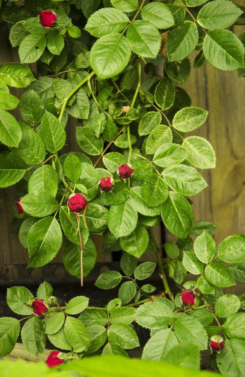 CLOSE-UP OF STRAWBERRY PLANT