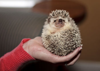 Close-up of hand holding hedgehog indoors