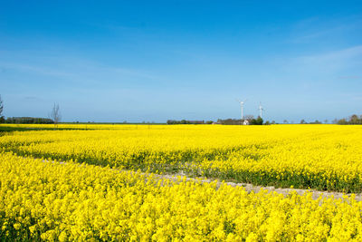 rapeseed