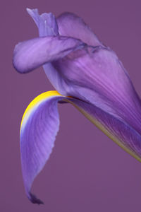 Close-up of purple iris flower