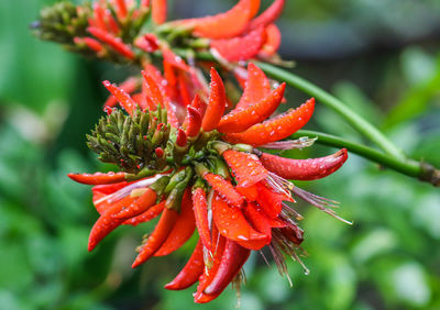 Close-up of wet red flower