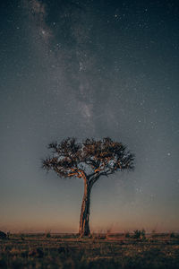 Tree on field against sky at night