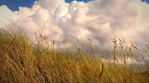 Wheat growing on field against sky