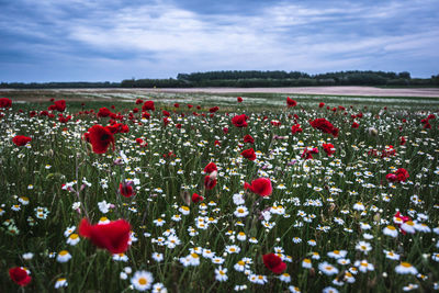 Red poppies on field against sky