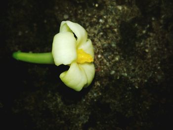 Close-up of flowers