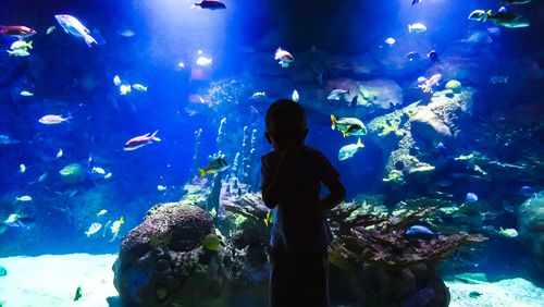Fish swimming in aquarium