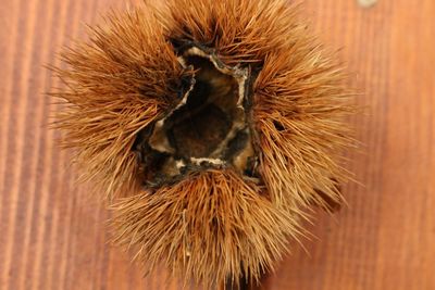 Close-up of a chesnut 