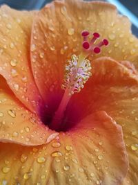 Close-up of raindrops on wet rose flower