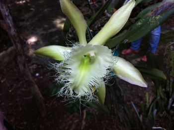 Close-up of white flowers blooming in park