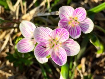 Close-up of pink flowers blooming