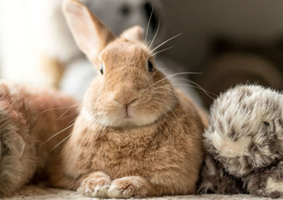 Close-up of a rabbit