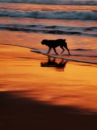 Silhouette of a horse in the sunset