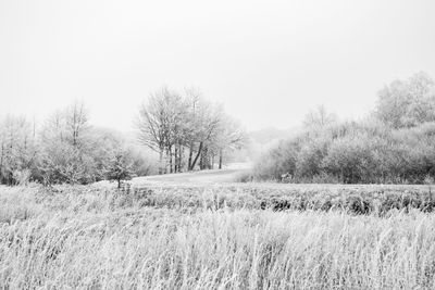 Trees on field against clear sky