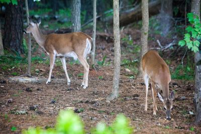 Deer standing in forest