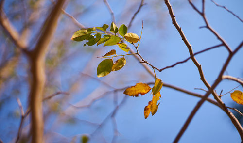 Low angle view of flowering plant against sky