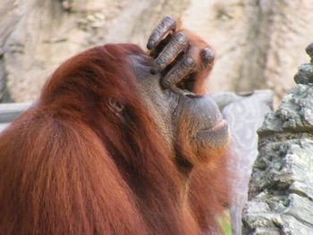 Close-up of orangutan