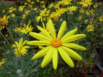 Close-up of yellow daisy flower