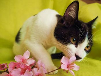 Close-up of cat with pink flower