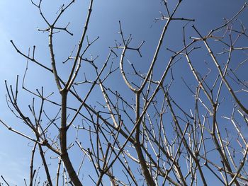 Low angle view of bare tree against clear blue sky