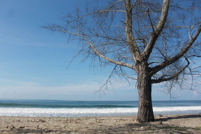 Bare tree on beach against sky