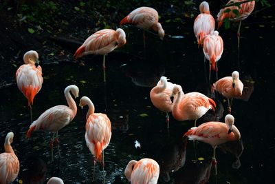 Colchester zoo