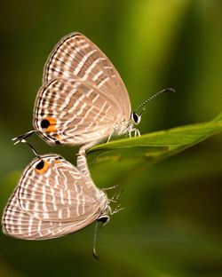 Close-up of butterfly pollinating flower