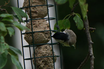 Close-up of bird perching on branch