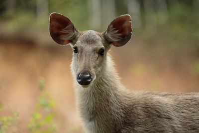 Headshot of sambar deer in khao yai national park thailand