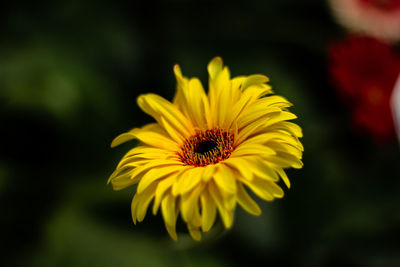 flowering plant