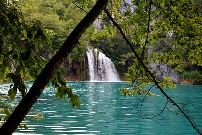 Scenic view of waterfall in forest