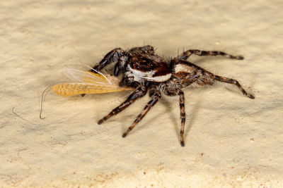 Close-up of spider