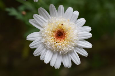 Close-up of white flower blooming outdoors