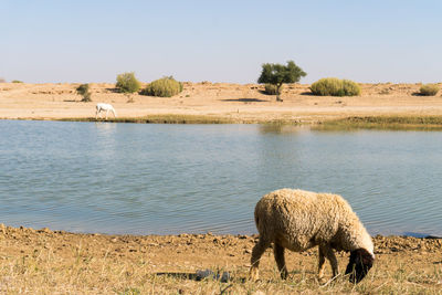 Horse in water against clear sky