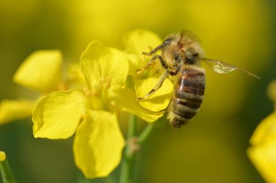 Close-up of bee pollinating on flower