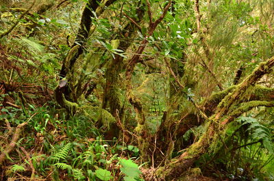 Trees growing in forest