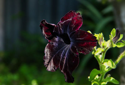 Close-up of flower blooming outdoors