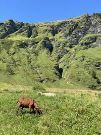 Horse grazing in a field