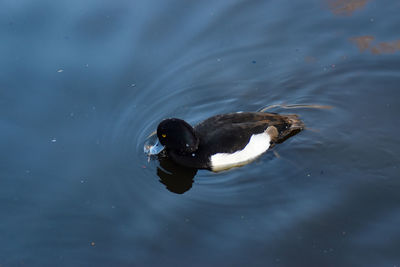 High angle view of duck swimming in lake