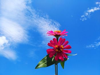Low angle view of pink flowering plant against blue sky