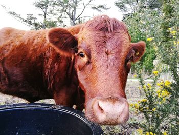 Portrait of cow