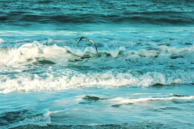 Bird swimming in sea