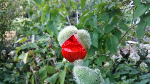 Close-up of red flower and bud