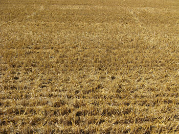 Full frame shot of crops on field