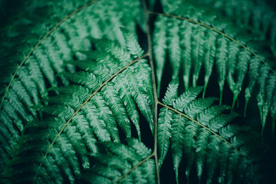 Close-up of fern leaves