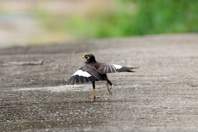 View of bird flying