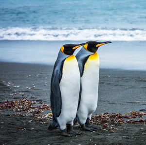 View of a penguin on beach