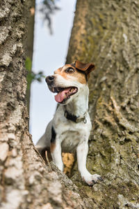 View of a dog on tree trunk