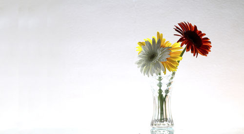 Close-up of flower vase against white background