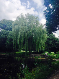 Reflection of trees in lake