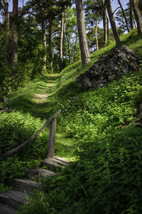 View of trees in the forest